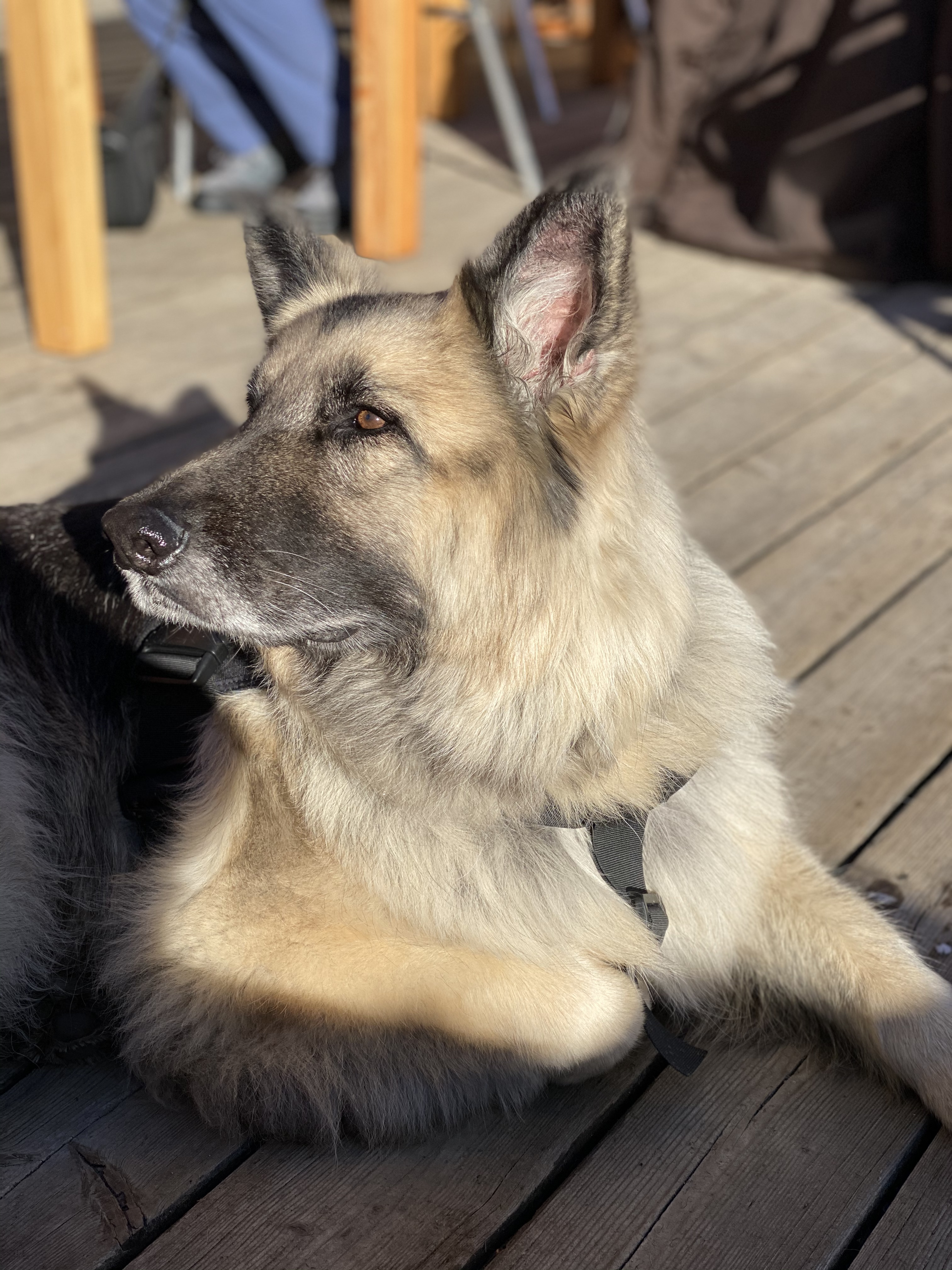 Photo of Sieger
